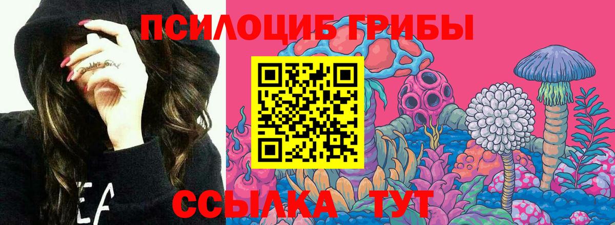 Псилоцибиновые грибы Psilocybine cubensis Великий Устюг